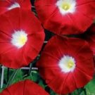 KIMIZA - 35 + Crimson Rambler Bluebells Flower Seeds / Perennial / Ipomea