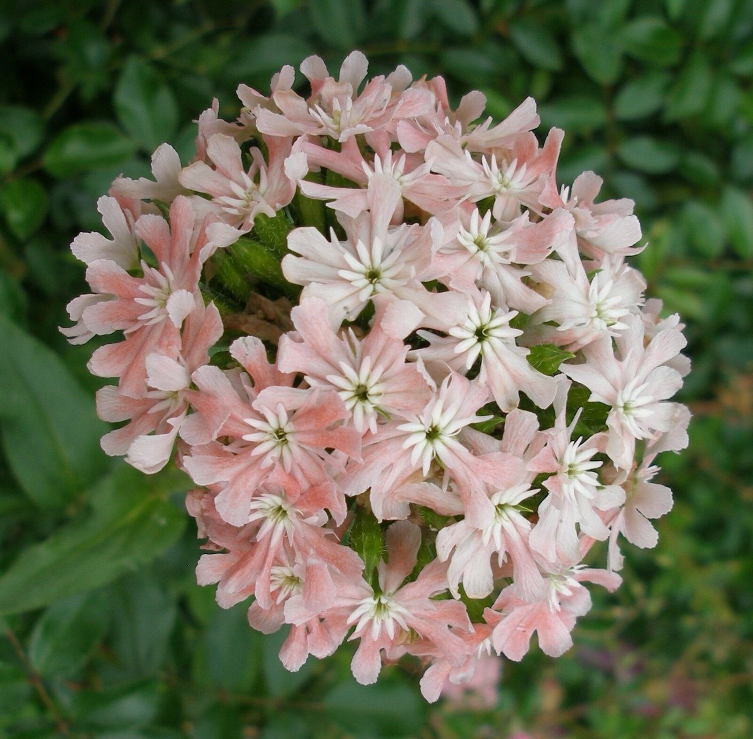 Лихнис розовый. Лихнис chalcedonica. Lychnis chalcedonica. Лихнис микс. Цветок лихнис халцедонский Зорька.