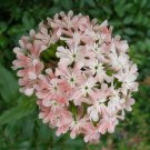 KIMIZA - 30 + Lychnis Heirloom Angel Rouge / Perennial / Deer Resistant / Easy to Grow