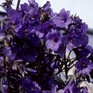 KIMIZA - 40 + Viola Doccino Polemonium JACOB Scale Flower Seeds / Shade Loving Perennial
