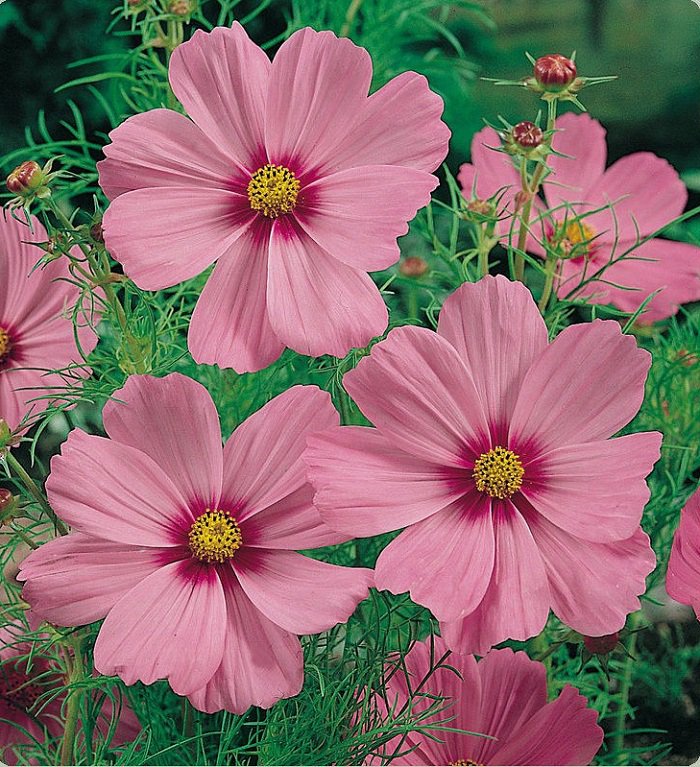 KIMIZA - 35 + Cosmos Sensation Pinkie Flower Seeds / Drought Tolerant