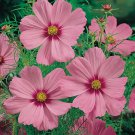 KIMIZA - 35 + Cosmos Sensation Pinkie Flower Seeds / Drought Tolerant