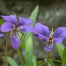 KIMIZA - 35 + Viola Mandshurica / Ja panase Viola / Perennia l Flower Seeds