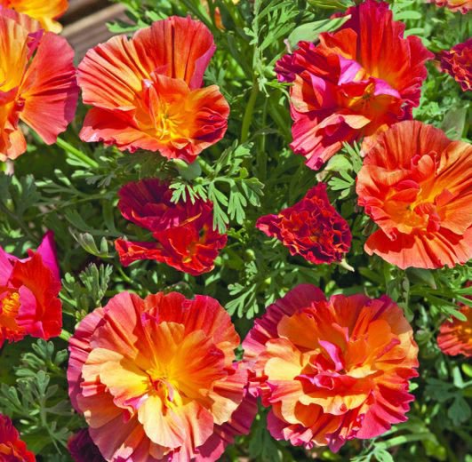 KIMIZA - 40+ Peach Strawberry California Poppy Flower Seeds Mix / Annual Reseeding