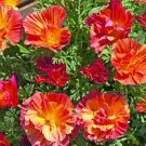 KIMIZA - 40+ Peach Strawberry California Poppy Flower Seeds Mix / Annual Reseeding