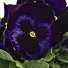 KIMIZA - New! 30 + Stiefmütterche n Inspire Blue Plus Flower Seeds / You ftend Perennial
