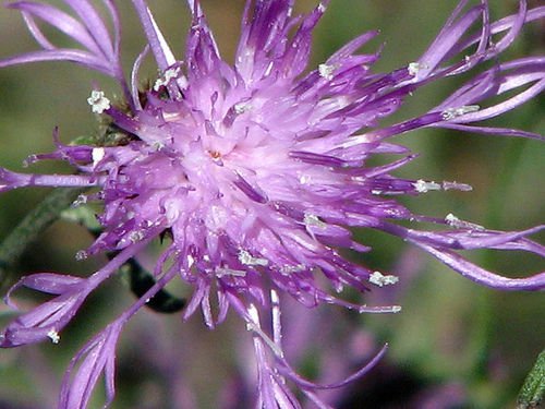 KIMIZA - 50+ Giant Violet Double Cleome / Spider Flower Seeds / Perennial Flowers
