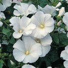KIMIZA - 20+ WHITE LAVATERA FLOWER SEEDS / ROSE MALLOW / PERENNIAL EARLY SPRING BLOOM