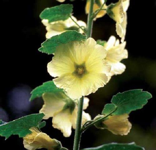 KIMIZA - Yellow 3.4 M Large Danish Giant Hollyhock Floral Seeds 35+