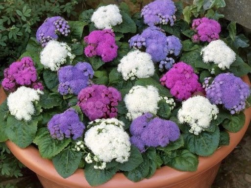 KIMIZA - 50+AGERATUM DONDO MIX FLOWER SEEDS
