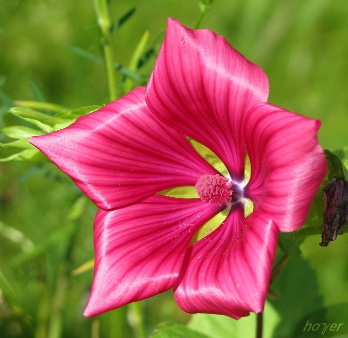 KIMIZA - 50+ MALLOW / LAVATERA THURINGIACA / ROSE MALLOW / LONG LASTING ANNUAL