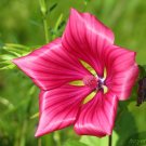 KIMIZA - 50+ MALLOW / LAVATERA THURINGIACA / ROSE MALLOW / LONG LASTING ANNUAL
