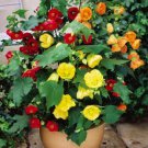 KIMIZA - ABUTILON BELLVUE MIX FLOWERING MAPLE 20 FRESH SEEDS