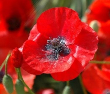 Kimiza 100 Red Corn Poppy Flower Seeds