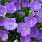 KIMIZA - 200 FRESH SEEDS CAMPANULA CARPATICA TUSSOCK BELLFLOWER
