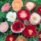 KIMIZA - 100 SHIRLEY POPPY FLOWER SEEDS POPPY SEED RED AND PINK MIX