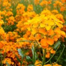 KIMIZA - 100 FRESH SEEDS SIBERIAN WALLFLOWER