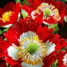 KIMIZA - 100 FRESH SEEDS DANISH FLAG POPPY FLOWER SEEDS
