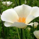 KIMIZA - 100 WHITE LINEN POPPY FLOWER SEEDS POPPY SEED