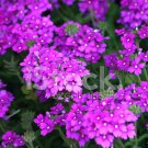 KIMIZA - 100 FRESH SEEDS MOSS VERBENA FLOWER