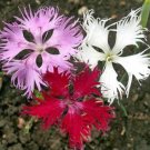 KIMIZA - 100 FRESH FLOWER SEEDS FRINGED PINKS