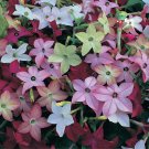 KIMIZA - 200 + FLOWERING TOBACCO MIX SEEDS POPPY NICOTIANA ALATA