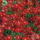 KIMIZA - 100 FRESH SEEDS PLAINS COREOPSIS TALL RED FLOWER