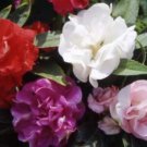KIMIZA - 25 FRESH SEEDS IMPATIENS TOM THUMB MIX FLOWER SEEDS IMPATIENCE