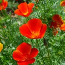 KIMIZA - 100 FRESH SEEDS MIKADO CALIFORNIA POPPY FLOWER