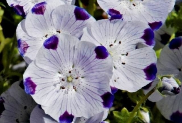 KIMIZA - 50 FRESH SEEDS FIVE SPOT FLOWER