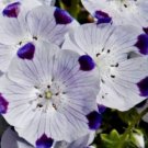 KIMIZA - 50 FRESH SEEDS FIVE SPOT FLOWER