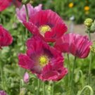 KIMIZA - 100 FRESH SEEDS HEN & CHICKENS POPPY FLOWER SEEDS