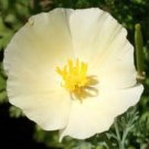 KIMIZA - 100 FRESH SEEDS IVORY CASTLE CALIFORNIA POPPY FLOWER