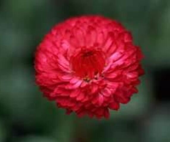 KIMIZA - 100 FRESH SEEDS  TALL RED CORN FLOWER CENTAUREA CYANUS