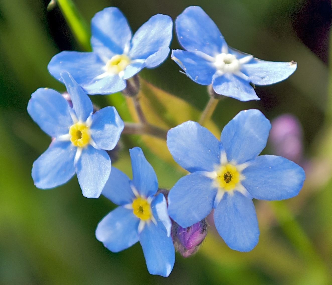 KIMIZA - 100 FRESH SEEDS FORGET ME NOT FLOWER SEEDS