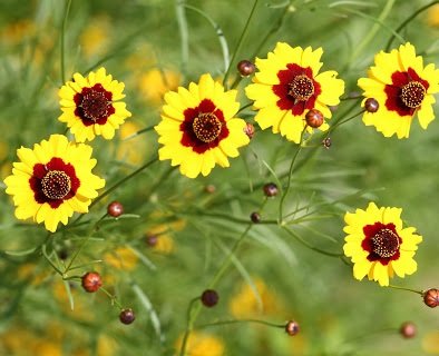 KIMIZA - 100 FRESH SEEDS COREOPSIS DWARF PLAINS