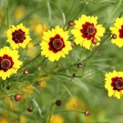 KIMIZA - 100 FRESH SEEDS COREOPSIS DWARF PLAINS
