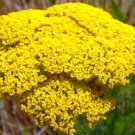 KIMIZA - 100 FRESH SEEDS GOLD YARROW