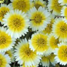 KIMIZA - 100 FRESH SEEDS TIDY TIPS FLOWER