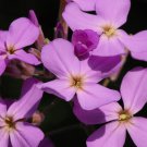 KIMIZA - 200 FRESH SEEDS EVENING SCENTED STOCK FLOWER