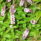 KIMIZA - 150+ FRESH SEEDS SPEARMINT