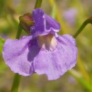 KIMIZA - 100 FRESH SEEDS PURPLE MONKEY FLOWER MIMULUS RINGENS
