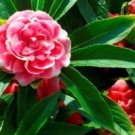 KIMIZA - 25 FRESH SEEDS IMPATIENS BUSH FLOWER SEEDS IMPATIENCE