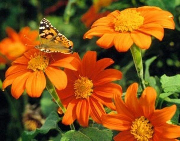 KIMIZA - 25 FRESH SEEDS MEXICAN TORCH SUNFLOWER