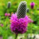 KIMIZA - 100 FRESH SEEDS PURPLE PRARIE CLOVER