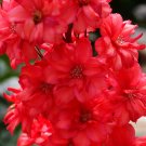 KIMIZA - 25+ RED DELPHINIUM FLOWER SEEDS LONG LASTING PERENNIAL