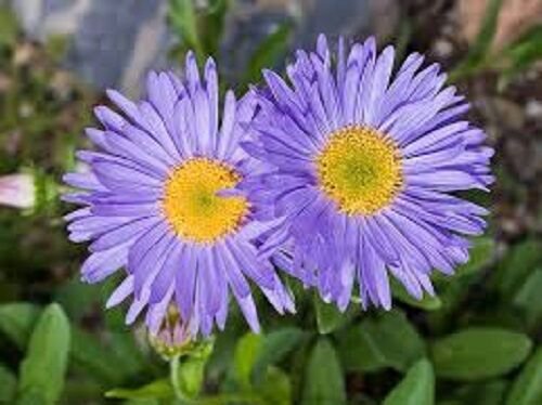 KIMIZA - 25+ ASTER ALPINUS GOLIATH BLUE FLOWER SEEDS PERENNIAL