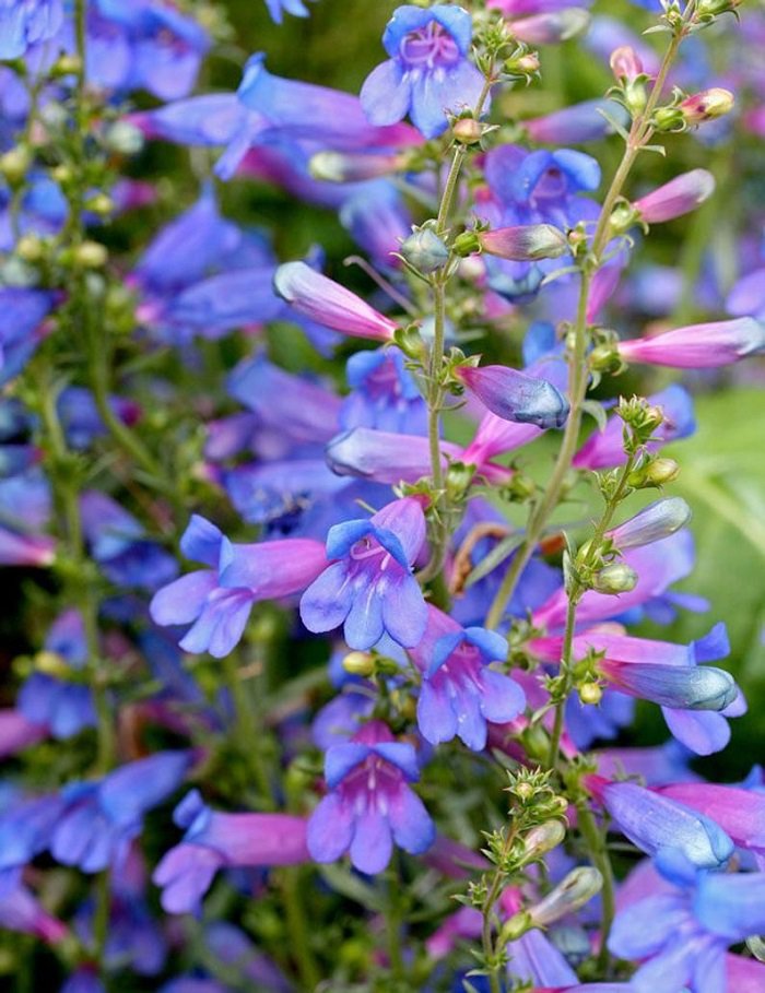 KIMIZA - 50+ BLUE SPRING PENSTEMON HETEROPHYLLUS PERENNIAL FLOWER SEEDS