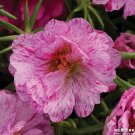 KIMIZA - 50+ SUNDIAL PEPPERMINT PORTULACA FLOWER SEEDS