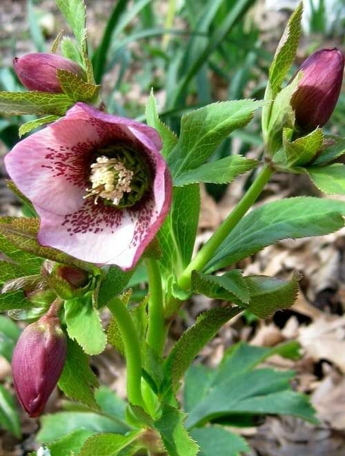 KIMIZA - 15+ CHRISTMAS ROSE HELLEBORUS FLOWER SEEDS PERENNIAL